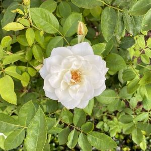 Meet your Posher, Leena